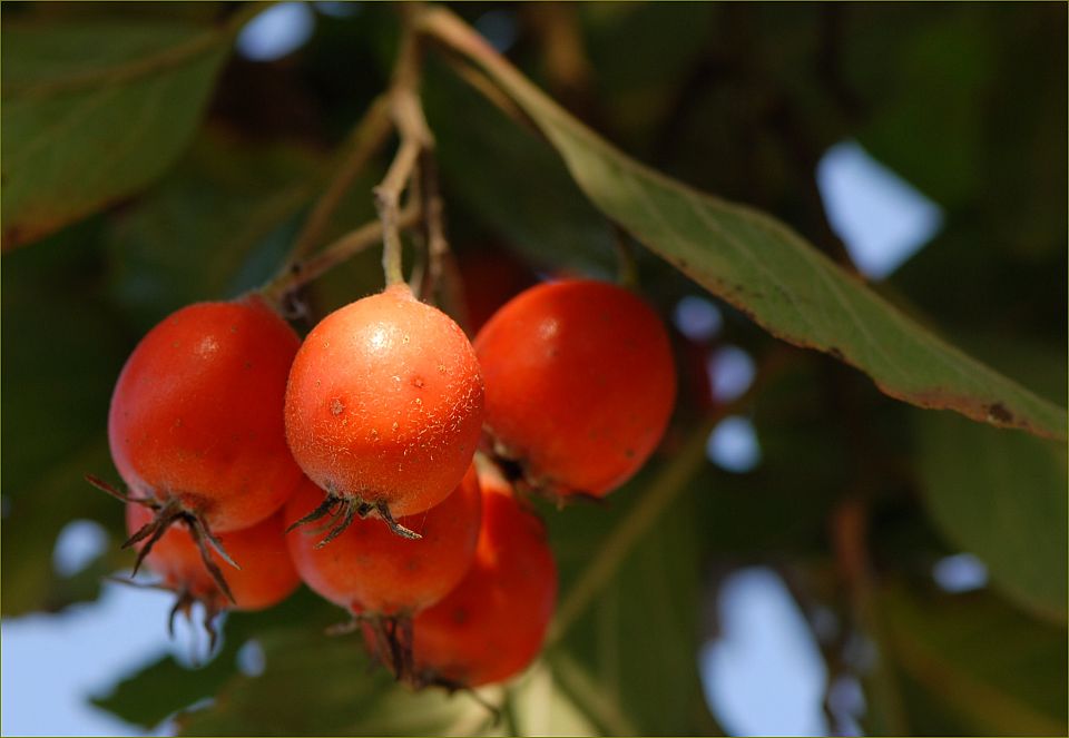 rote Beeren