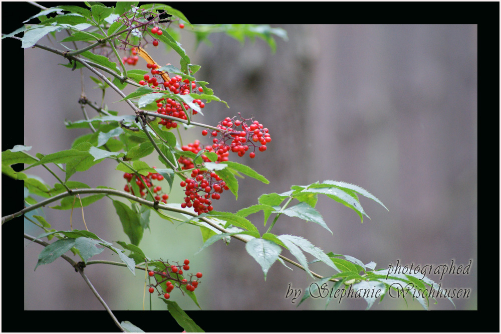 rote Beeren