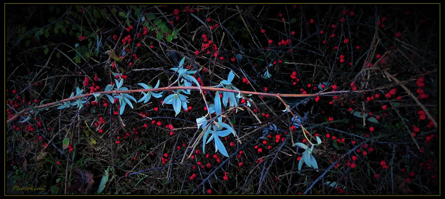 Rote Beeren