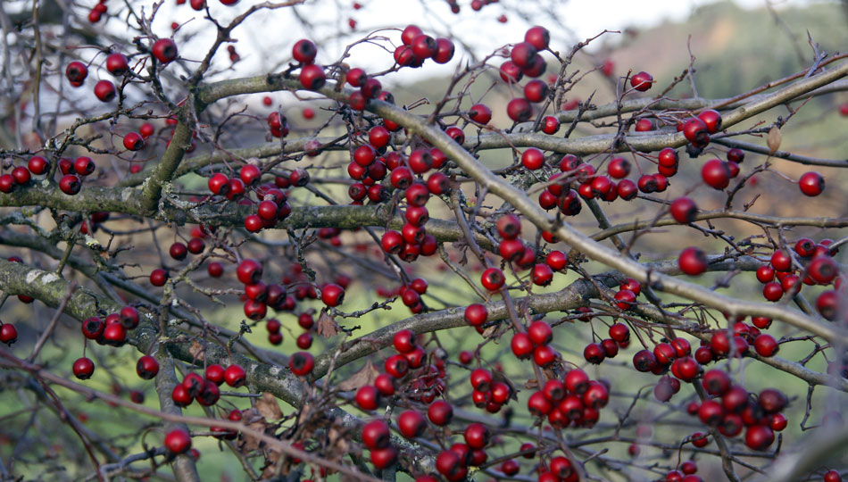 rote beeren