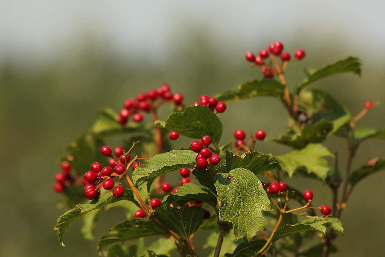 Rote Beeren Foto & Bild jahreszeiten, herbst, natur Bilder auf