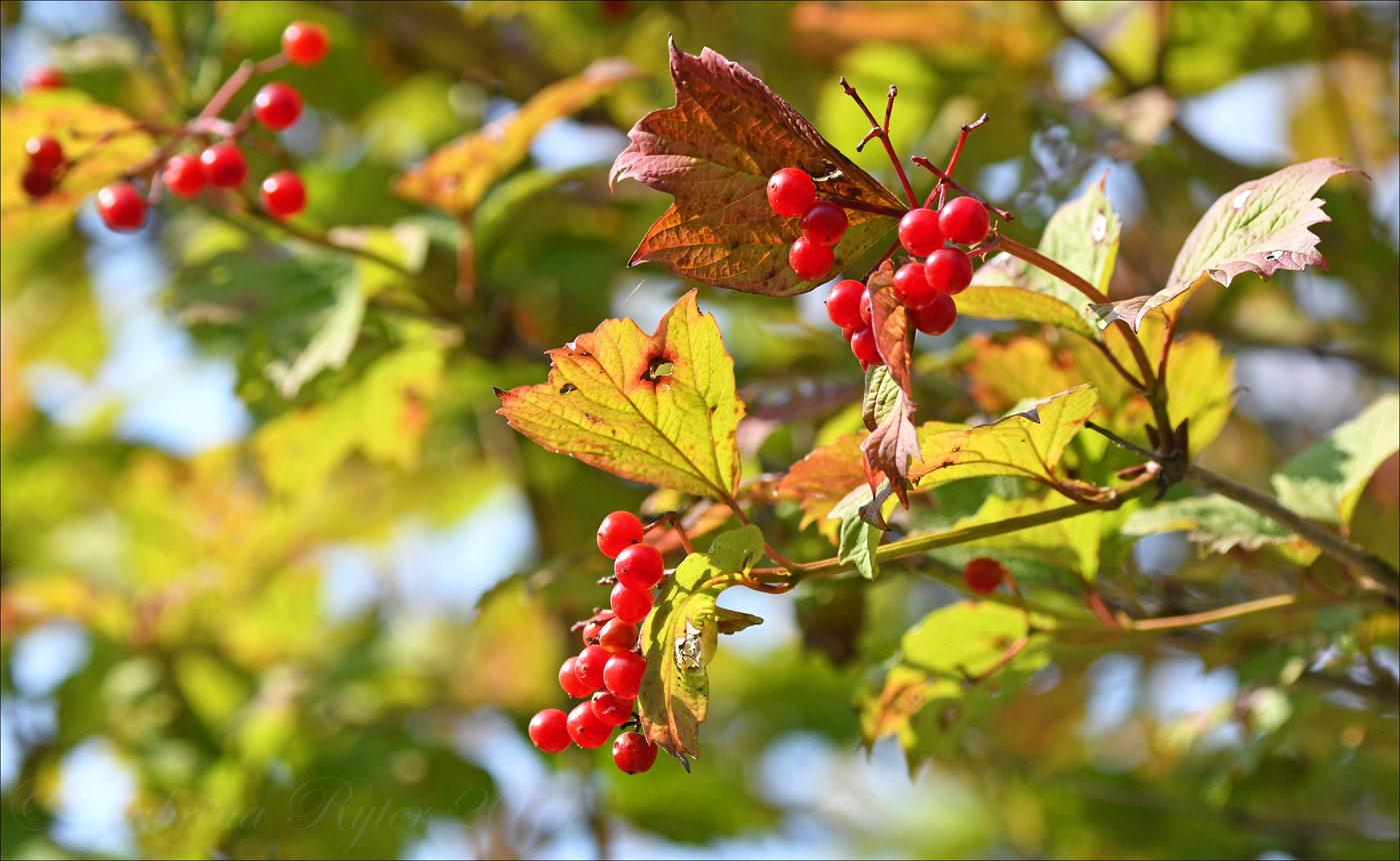 Rote Beeren