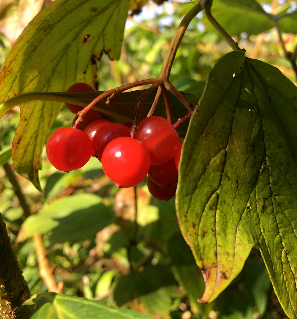 rote Beeren