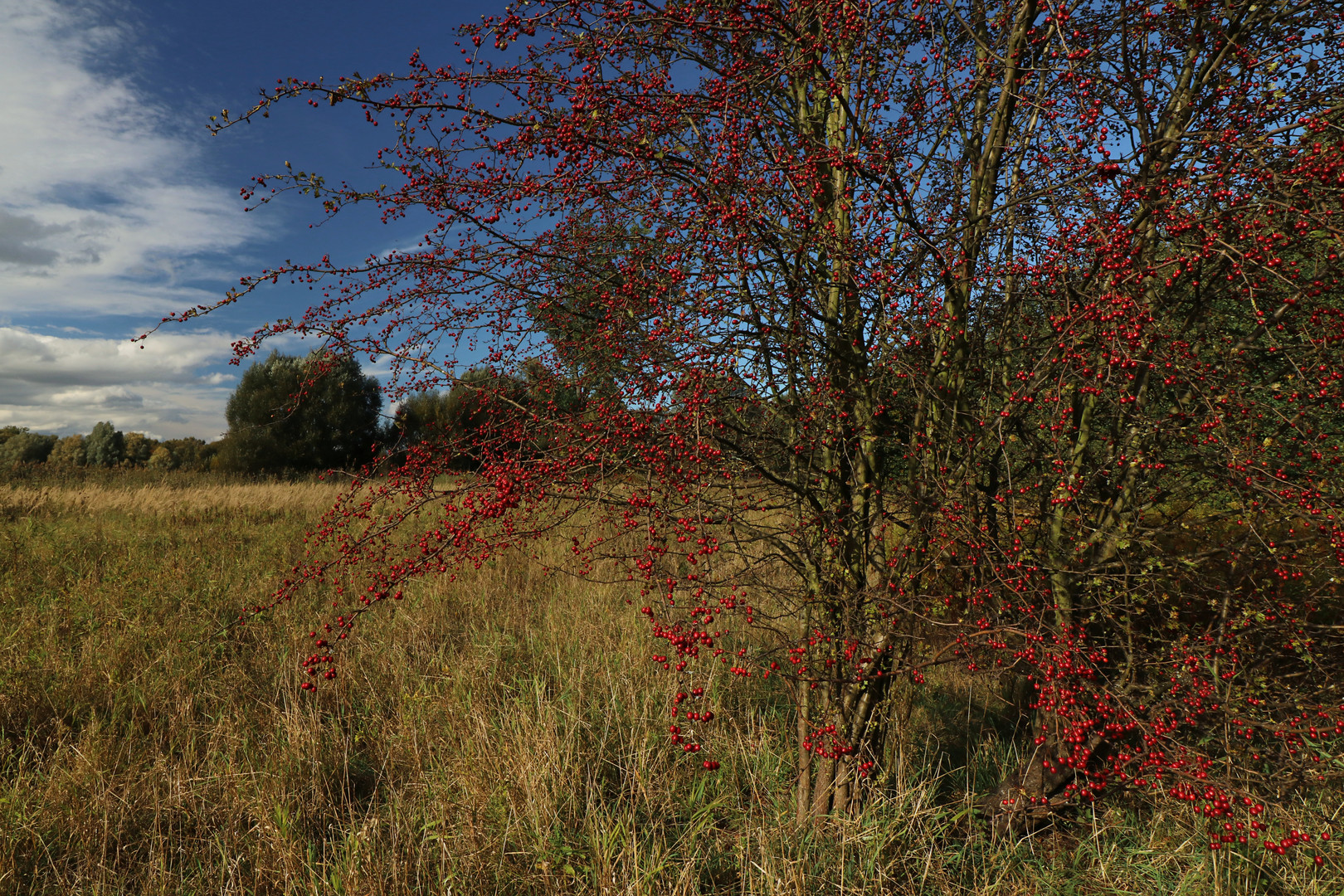 Rote Beeren