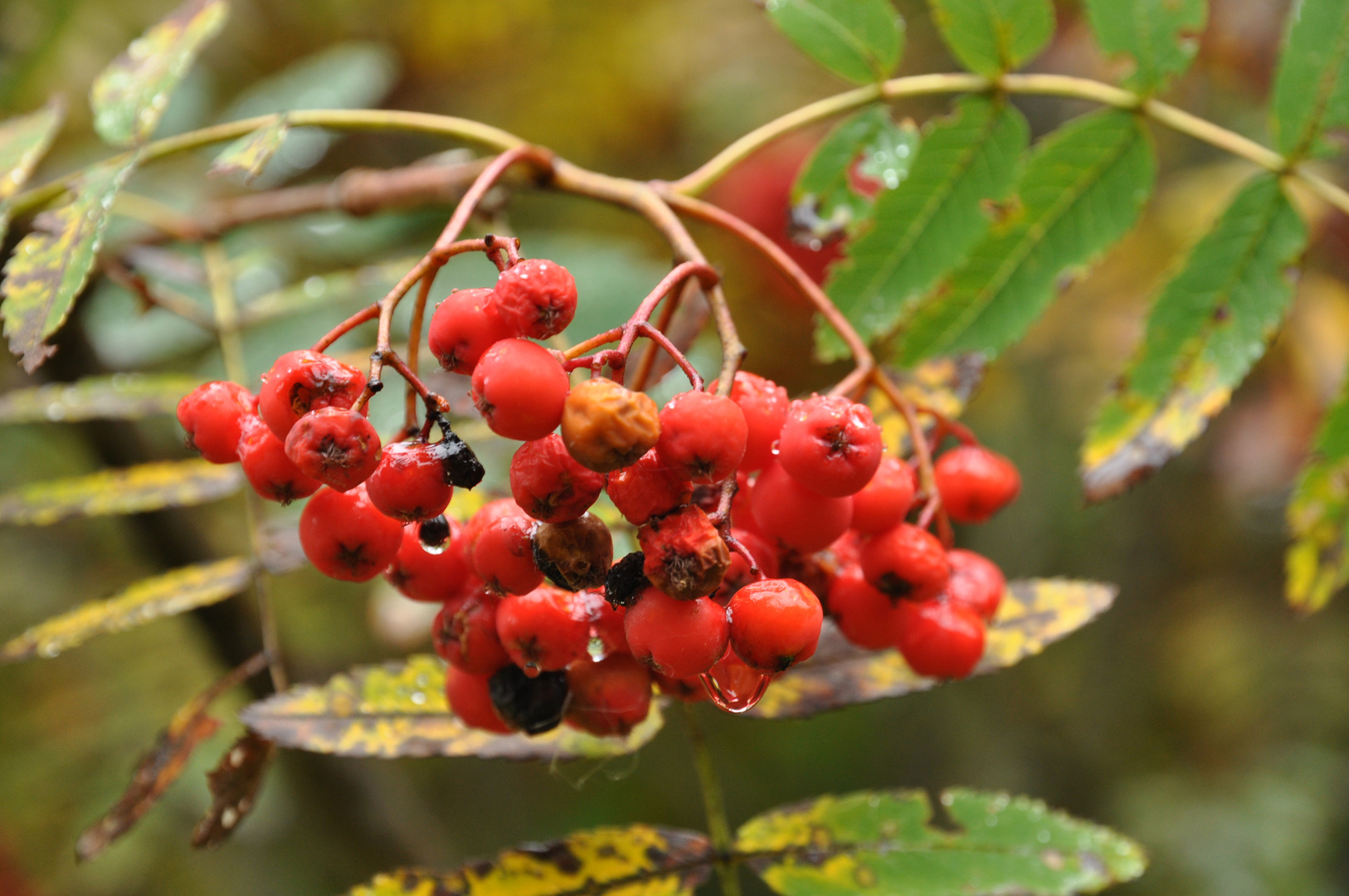 Rote Beeren der Eberesche mit Regentropfen