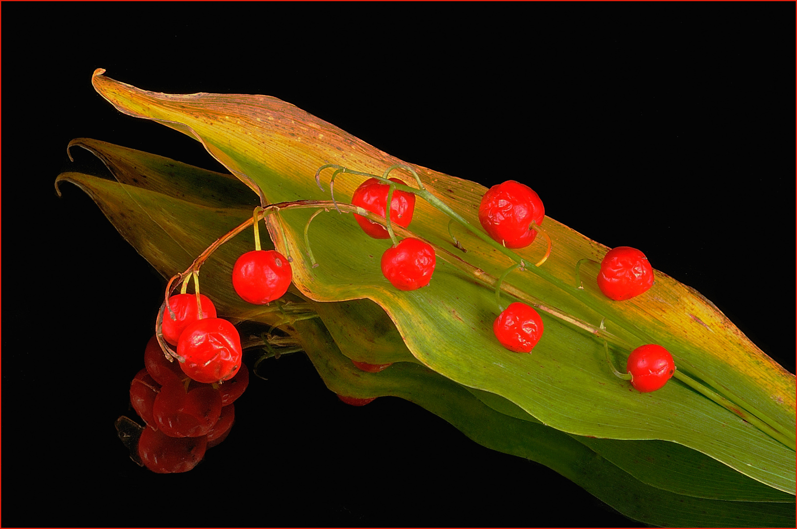 Rote Beeren der Maiglöckchen, Spiegelung