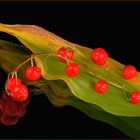 Rote Beeren der Maiglöckchen, Spiegelung