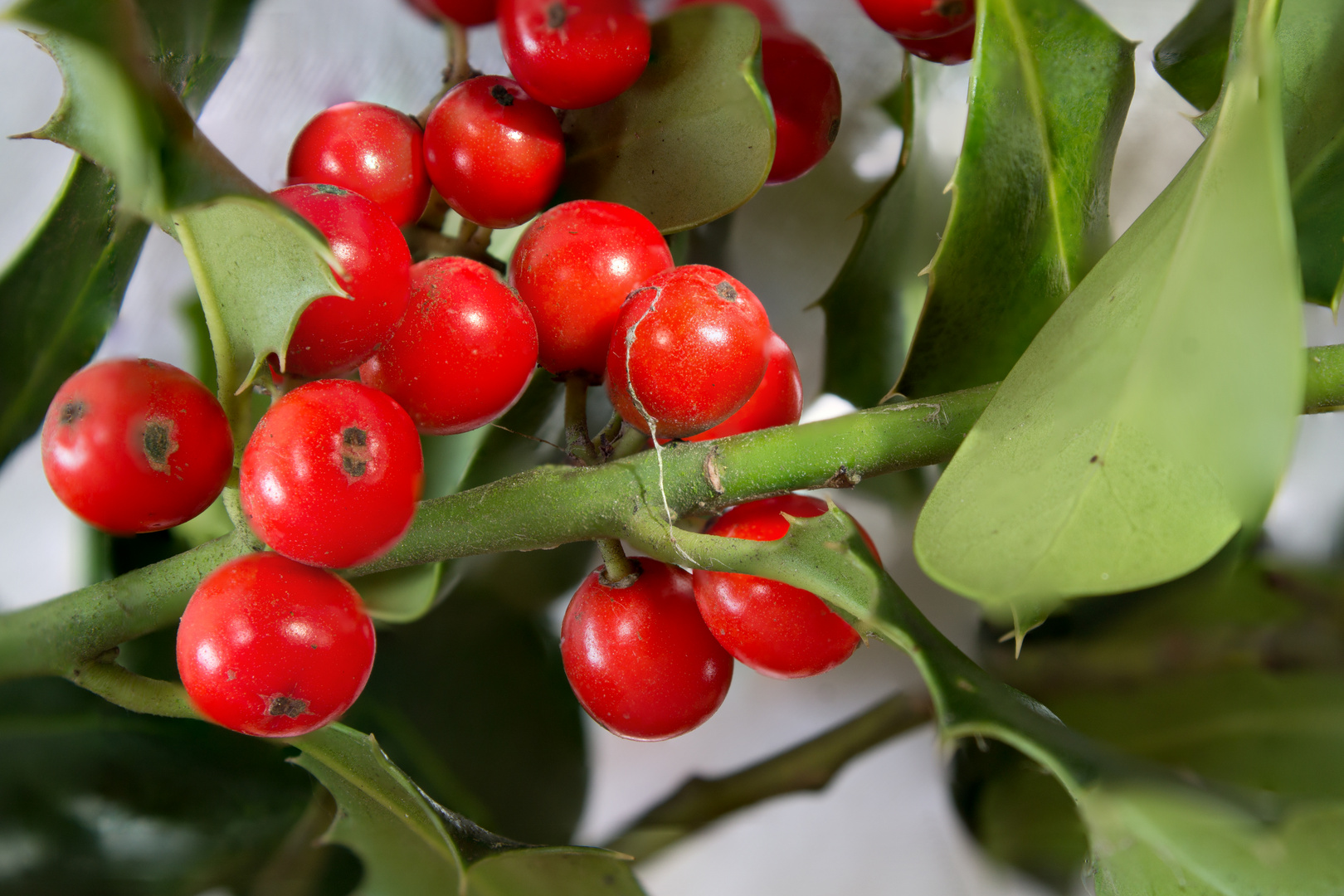 Rote Beeren des Ilex