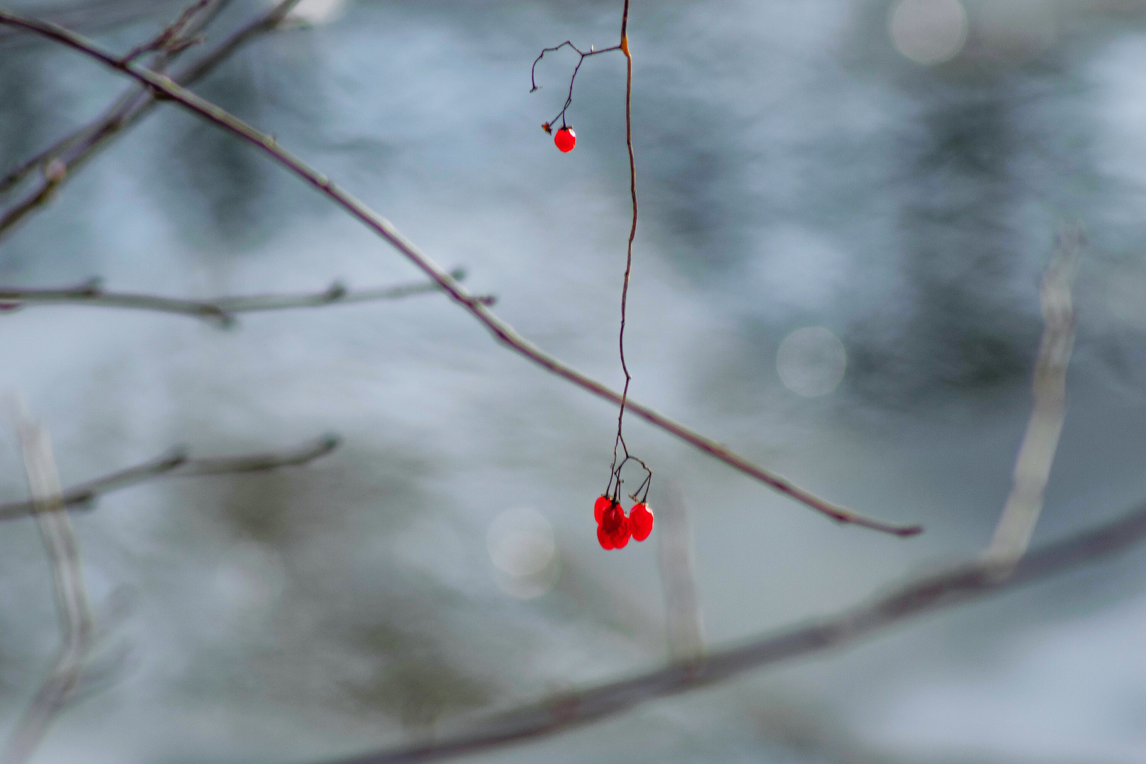 Rote Beeren