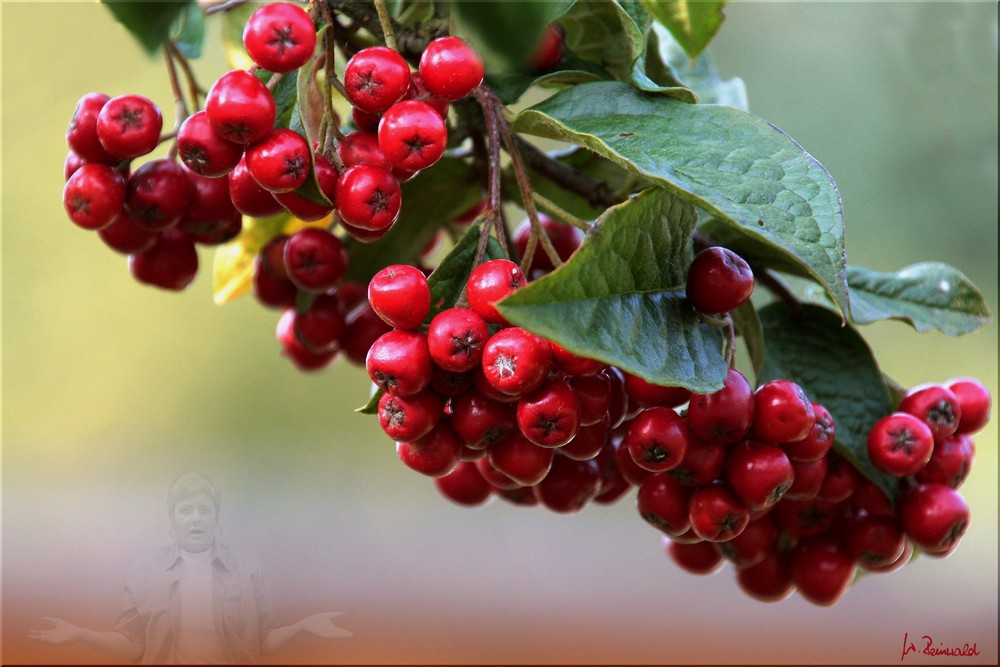  Rote Beeren Foto & Bild pflanzen, pilze & flechten, früchte und