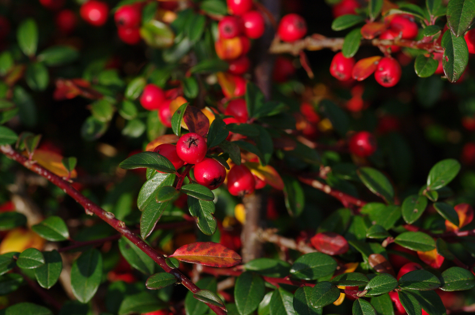 Rote Beeren Foto &amp; Bild | pflanzen, pilze &amp; flechten, früchte und ...