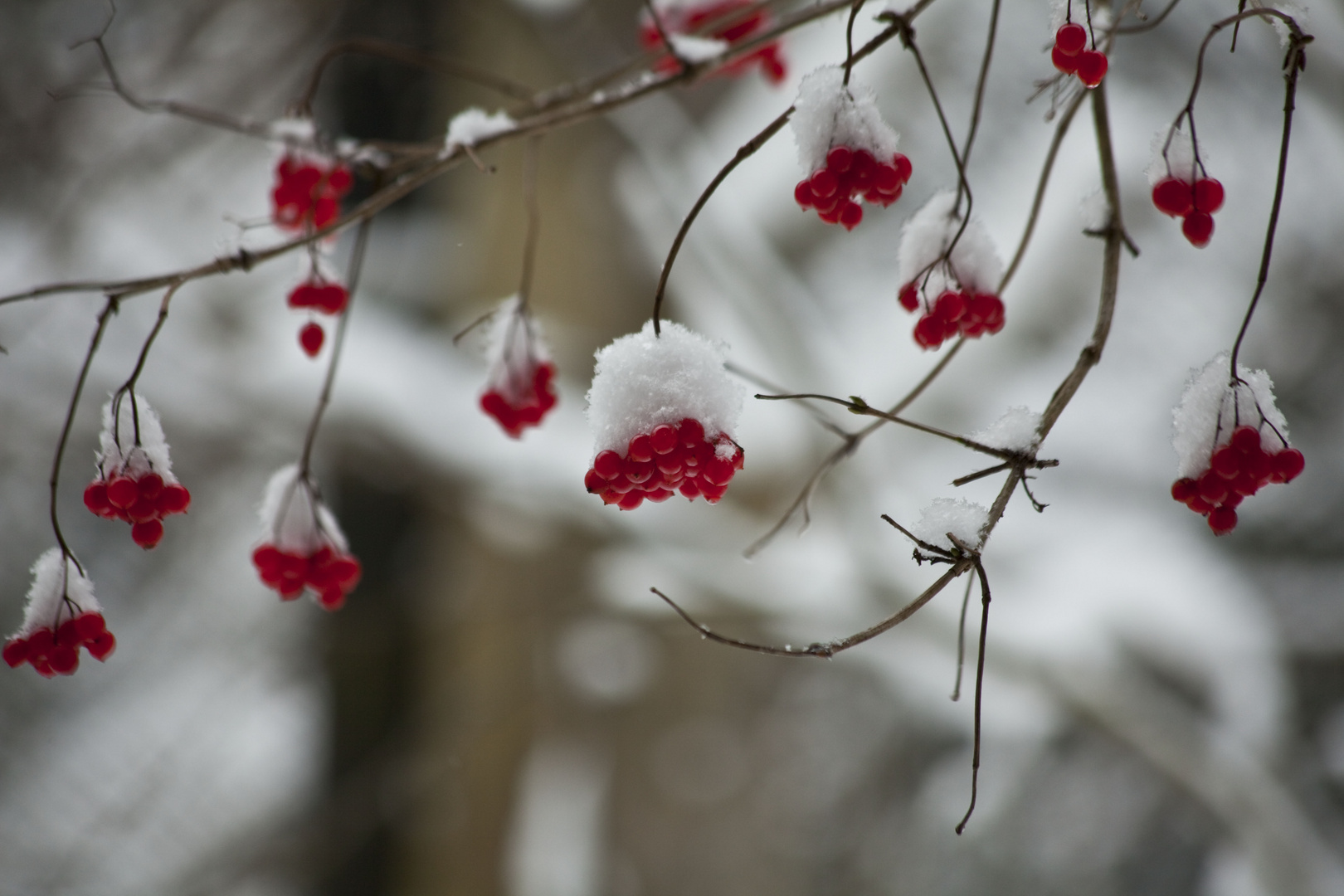 Rote Beeren