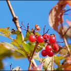 Rote Beeren