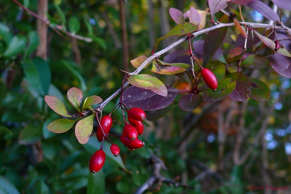 rote Beeren..... Foto & Bild pflanzen, pilze & flechten, sträucher