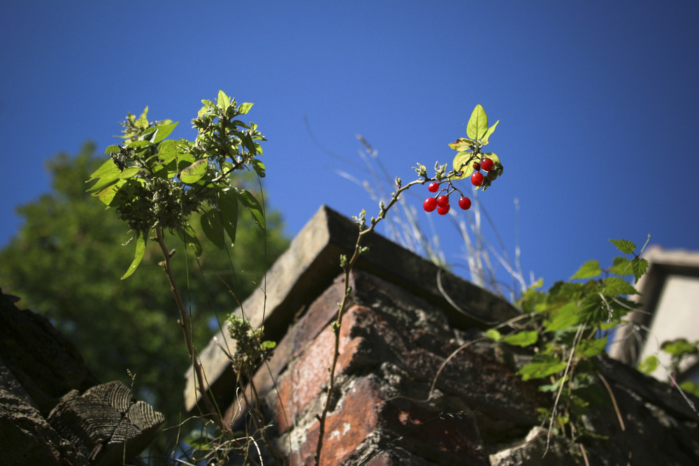 rote Beeren