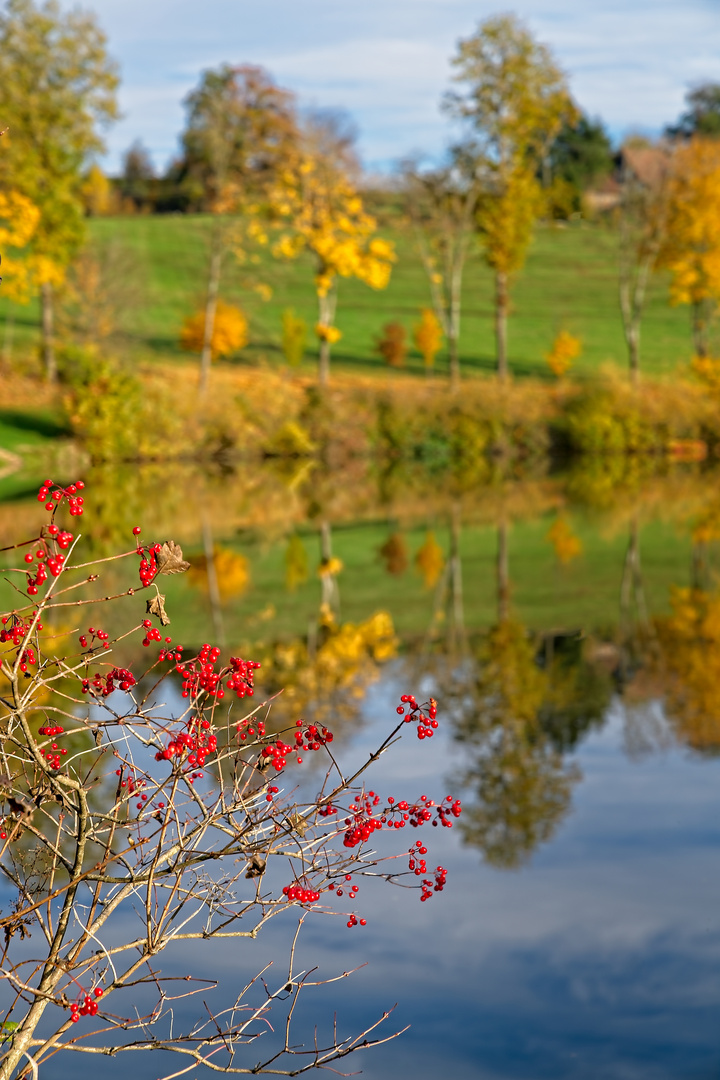 Rote Beeren ~ Goldener Herbst