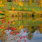 Rote Beeren ~ Goldener Herbst