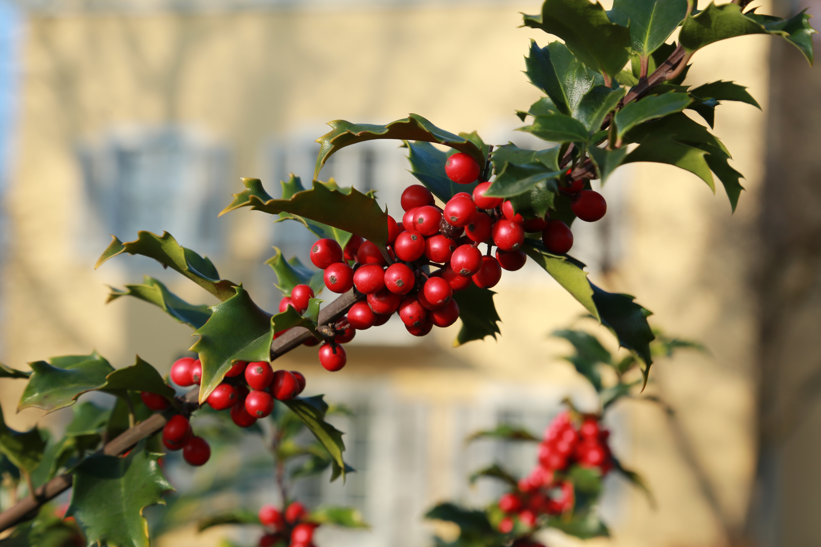 Rote Beeren im Goldenen Herbst