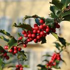 Rote Beeren im Goldenen Herbst