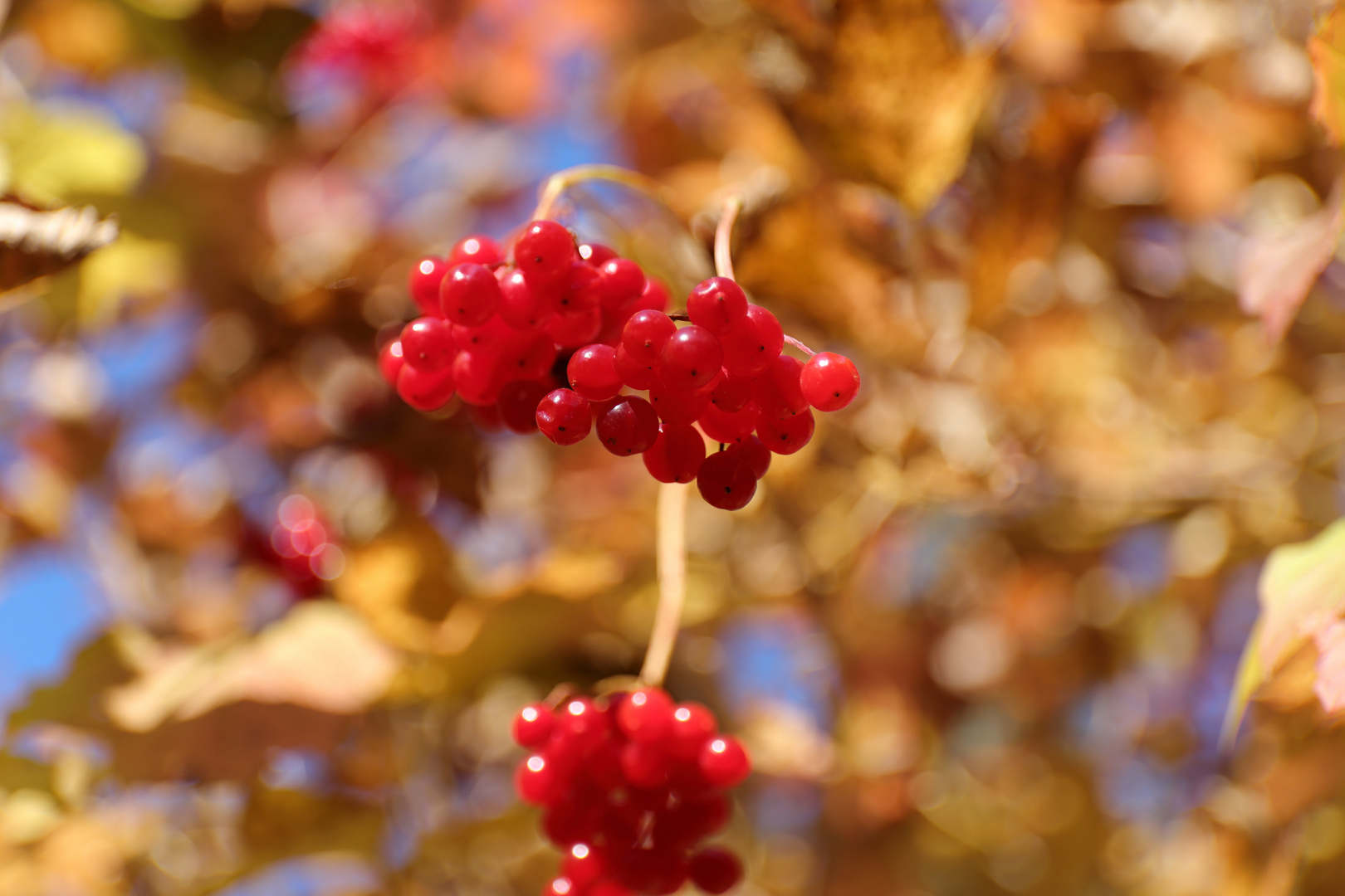 Rote Beeren im goldenen Herbst