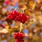 Rote Beeren im goldenen Herbst