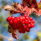 Rote Beeren im Herbst