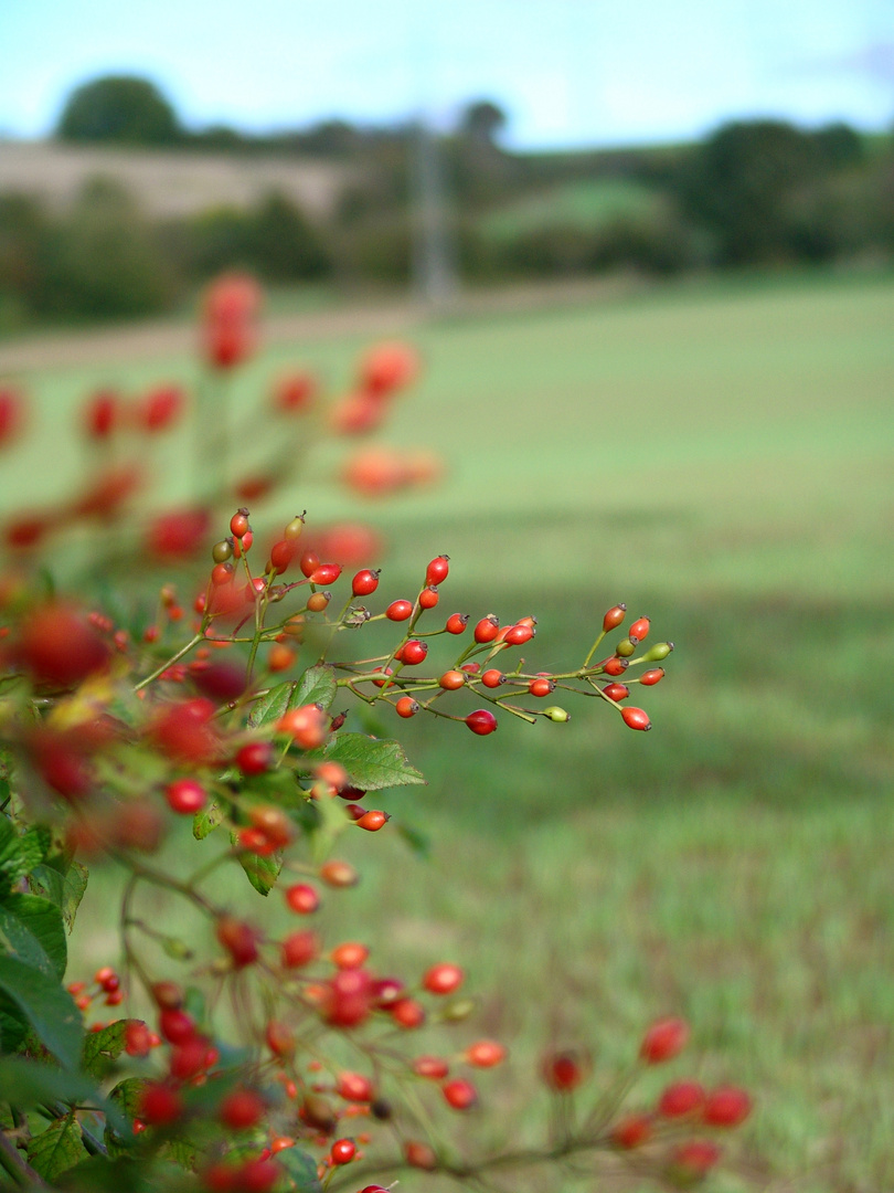 Rote Beeren im Herbst