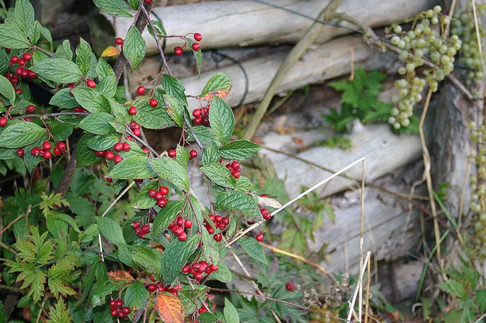 rote Beeren im Herbst