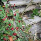 rote Beeren im Herbst