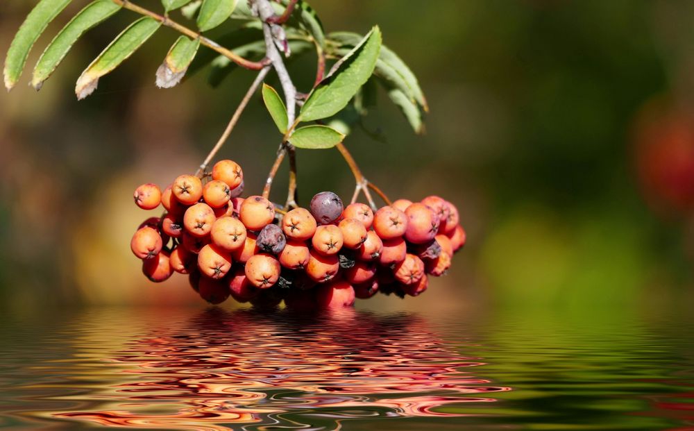 Rote Beeren im Herbst...