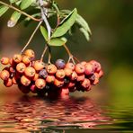 Rote Beeren im Herbst...