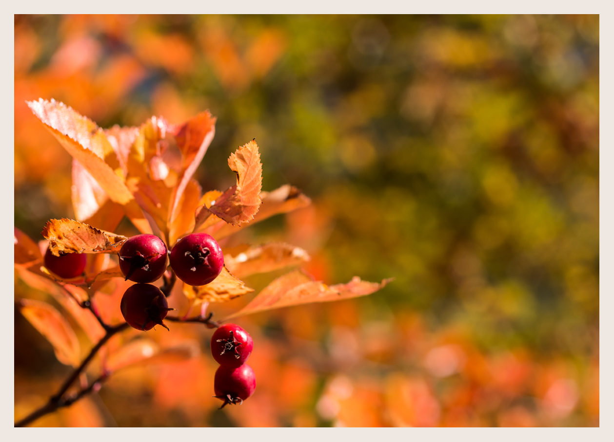 rote Beeren im Herbst