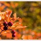 rote Beeren im Herbst