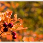 rote Beeren im Herbst