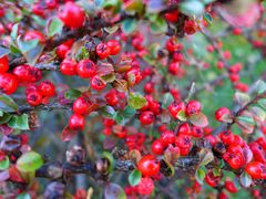 Rote Beeren im November