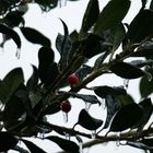 rote Beeren im Regen