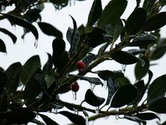 rote Beeren im Regen