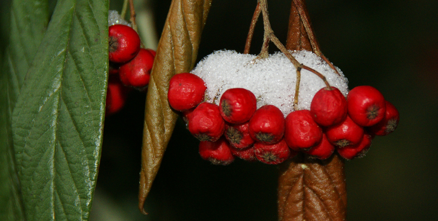 Rote Beeren im Schnee