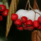 Rote Beeren im Schnee