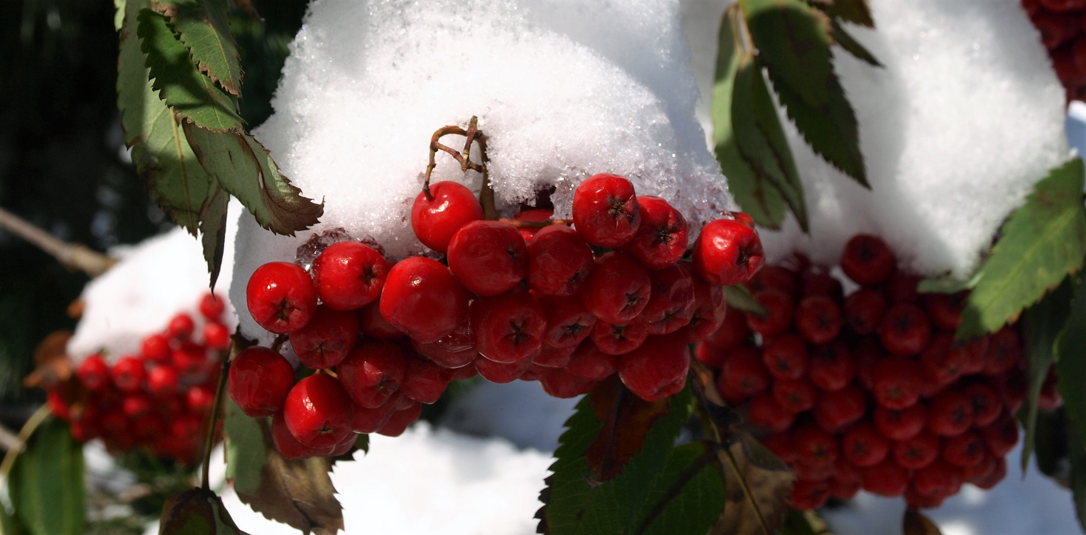 Rote Beeren im Schnee Foto &amp; Bild | deutschland, europe, bayern Bilder ...