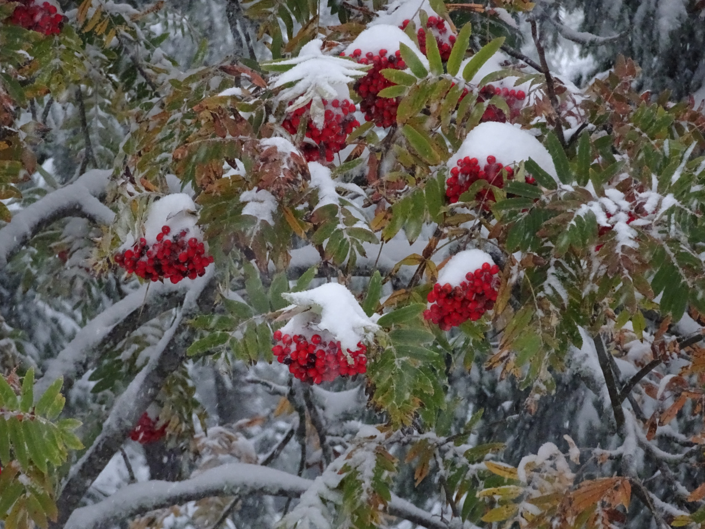 rote Beeren im Schnee