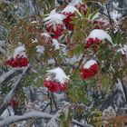 rote Beeren im Schnee