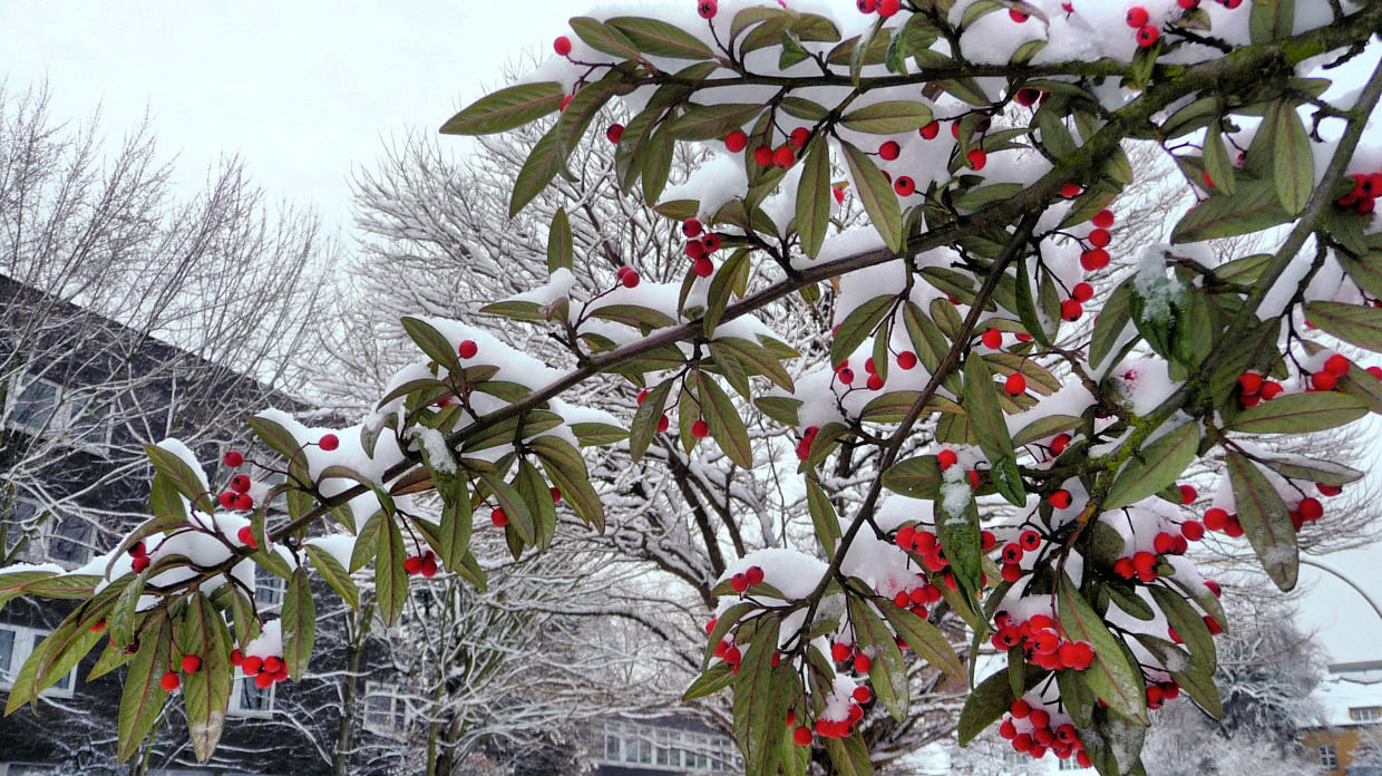 Rote Beeren im Schnee