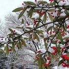 Rote Beeren im Schnee