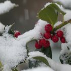 Rote Beeren im Schnee