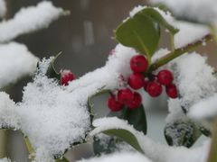 Rote Beeren im Schnee