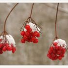 rote Beeren im Schnee