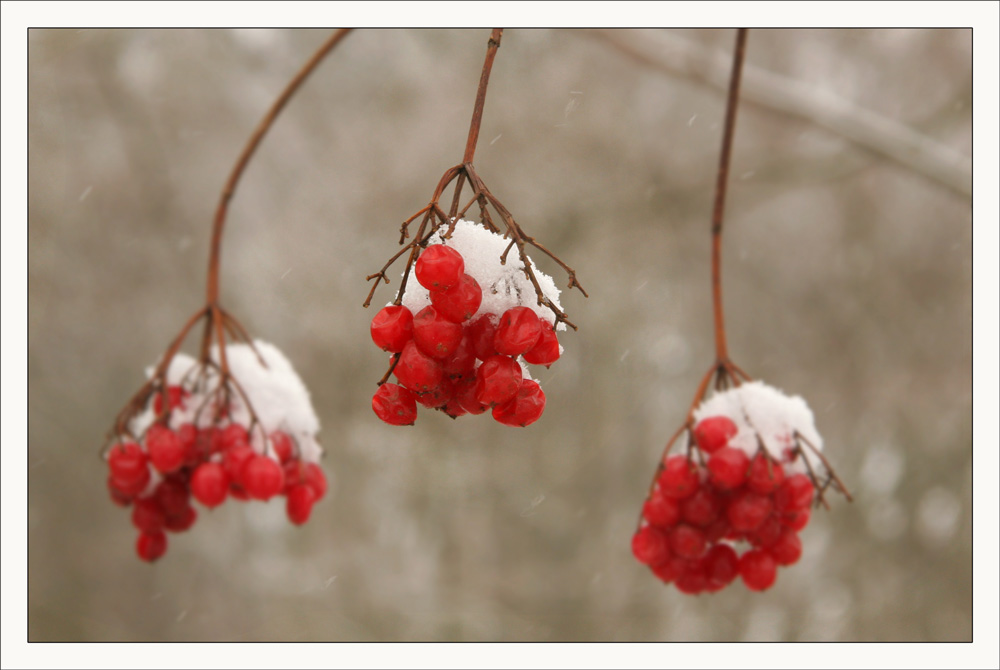 rote Beeren im Schnee