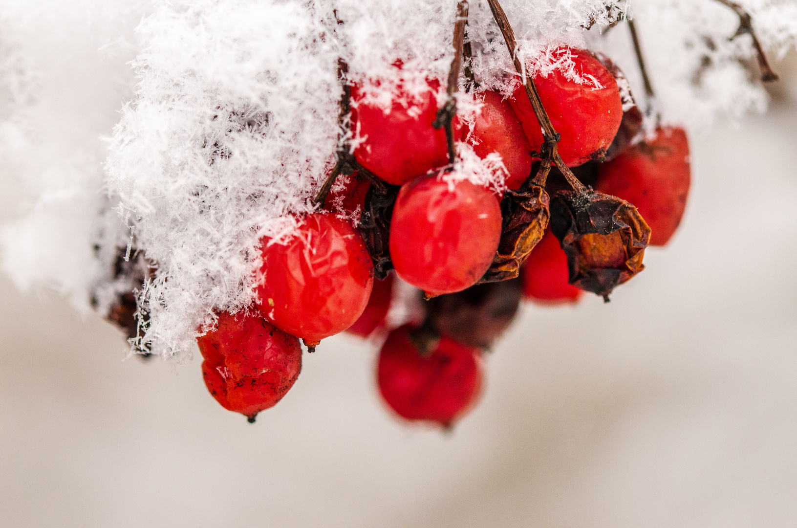 Rote Beeren im Schnee