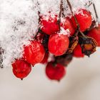 Rote Beeren im Schnee